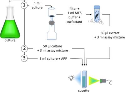 Fluorescent Detection of Bromoperoxidase Activity in Microalgae and Planktonic Microbial Communities Using Aminophenyl Fluorescein